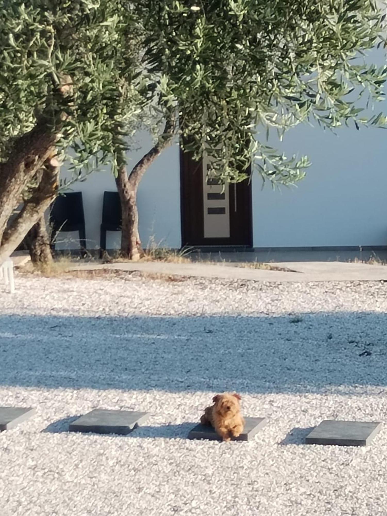 Farmhouse La Croisette - Agriturismo Dorgali Kültér fotó
