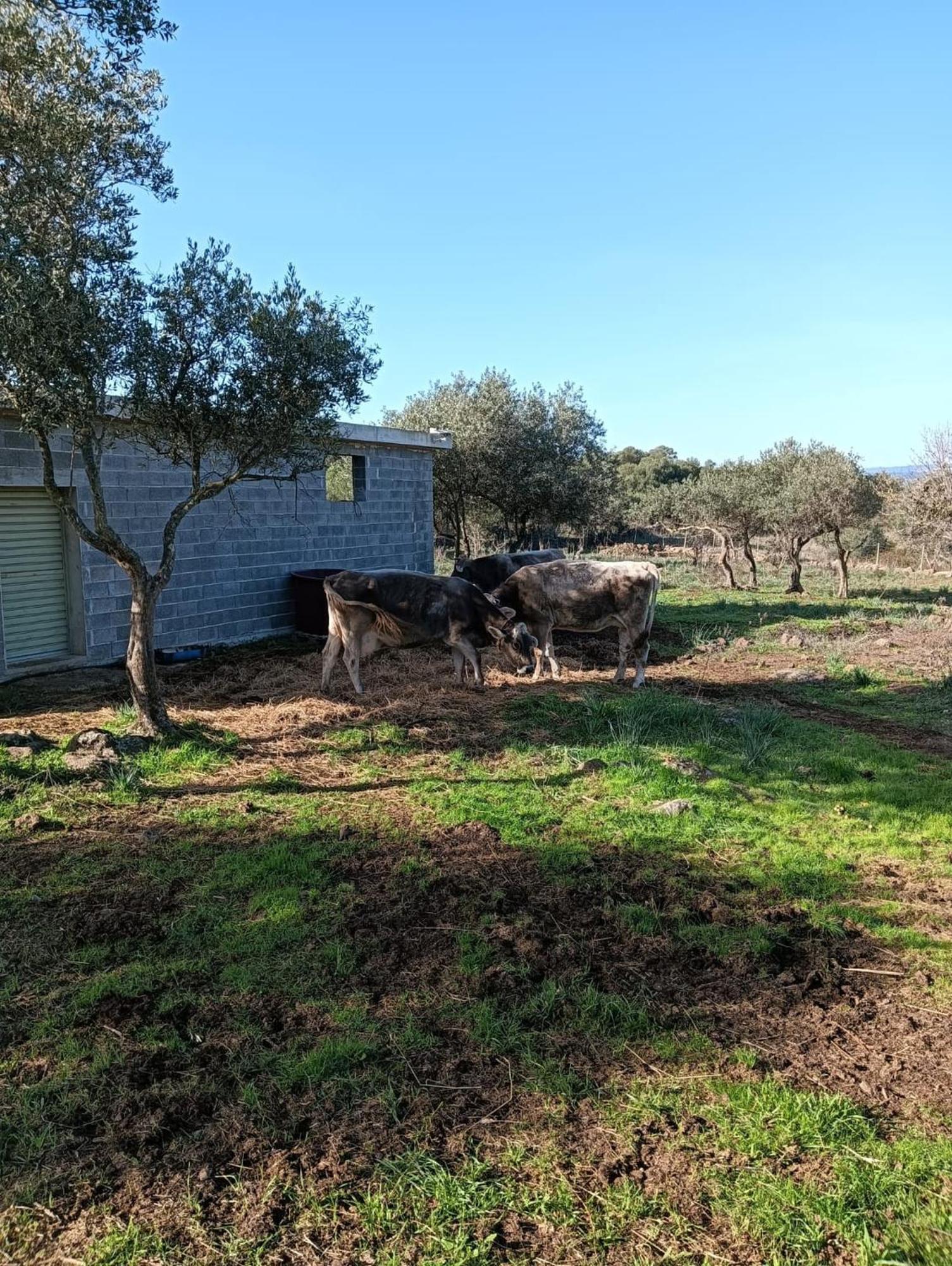 Farmhouse La Croisette - Agriturismo Dorgali Kültér fotó