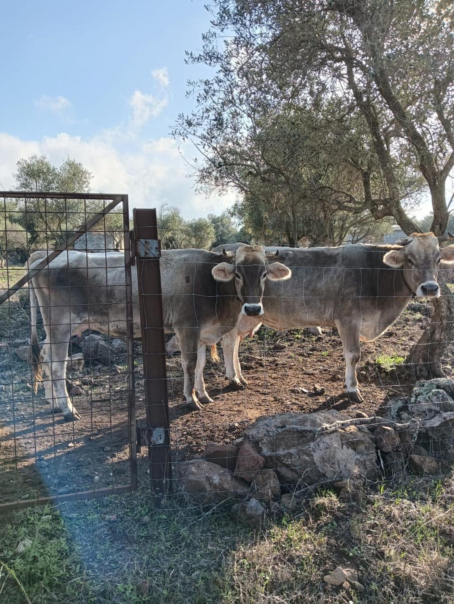 Farmhouse La Croisette - Agriturismo Dorgali Kültér fotó