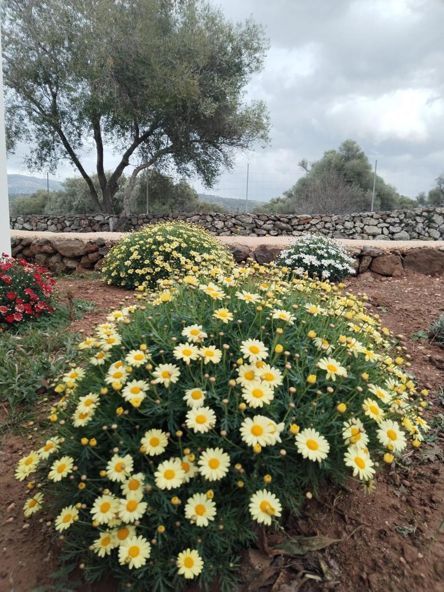 Farmhouse La Croisette - Agriturismo Dorgali Kültér fotó